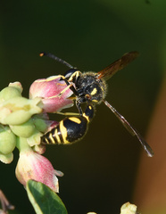 Eumenes