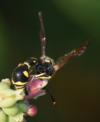 Eumenes