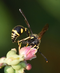 Eumenes