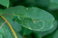 Lyonetia clerkella