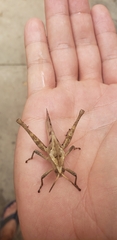 Xyleus discoideus