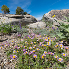 Erigeron barbellulatus