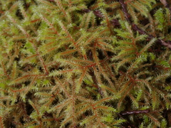 Rhytidiadelphus loreus