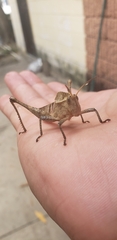 Xyleus discoideus