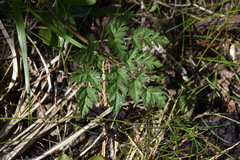 Conioselinum gmelinii