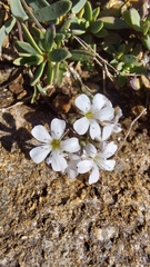 Gypsophila repens
