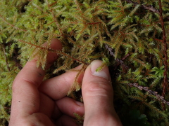 Rhytidiadelphus loreus