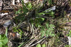 Conioselinum gmelinii