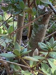 Rhododendron indicum