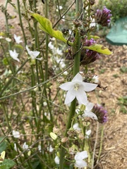 Campanula pyramidalis