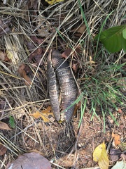 Euphractus sexcinctus