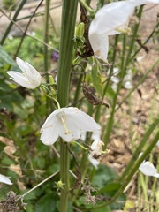 Campanula pyramidalis