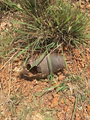 Euphractus sexcinctus