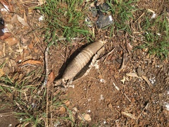 Euphractus sexcinctus