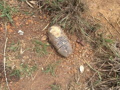 Euphractus sexcinctus