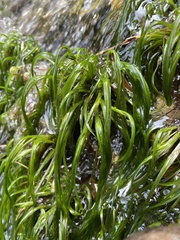 Isolepis digitata
