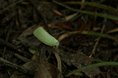Flatormenis proxima