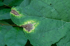 Ramularia abscondita