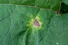 Ramularia abscondita