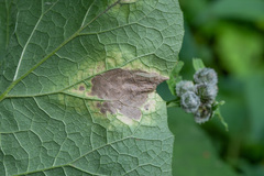 Ramularia abscondita