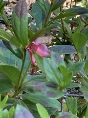 Rhododendron indicum
