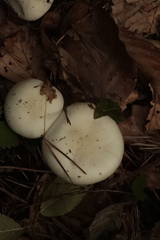 Hygrophorus eburneus