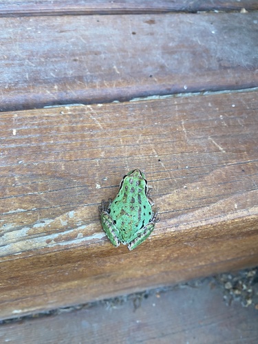 Pacific Tree Frog