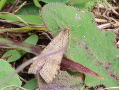 Nomophila nearctica
