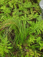 Carex vesicaria