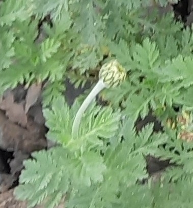 Cota melanoloma (Cota melanoloma)