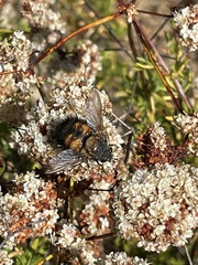 Paradejeania rutilioides