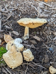 Melanoleuca verrucipes