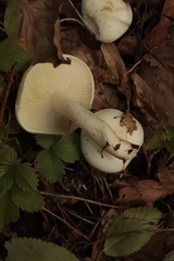 Hygrophorus eburneus