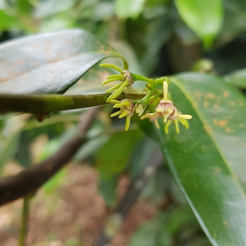 Image of Artabotrys suaveolens by (c) pbsg, some rights reserved (CC BY)