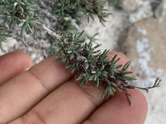 Eriogonum microtheca simpsonii
