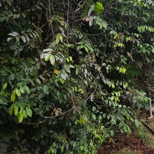 Image of Artabotrys suaveolens by (c) pbsg, some rights reserved (CC BY)