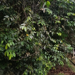 Artabotrys suaveolens