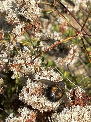 Paradejeania rutilioides