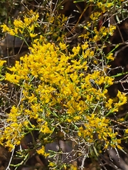 Gutierrezia microcephala