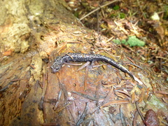 Plethodon welleri