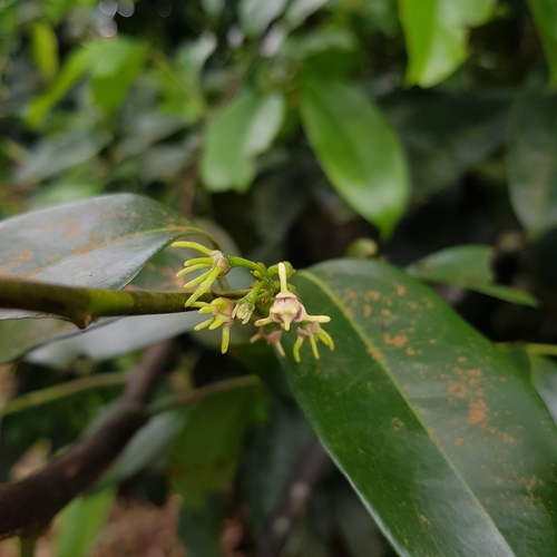 Image of Artabotrys suaveolens by (c) pbsg, some rights reserved (CC BY)