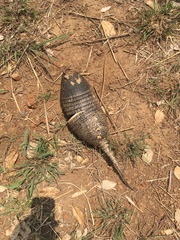 Euphractus sexcinctus