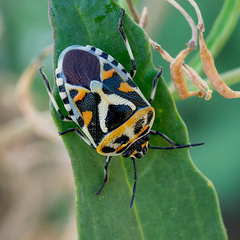 Eurydema ornata