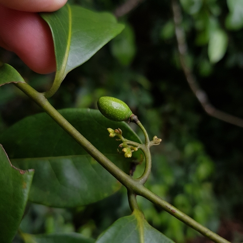 Image of Artabotrys suaveolens by (c) pbsg, some rights reserved (CC BY)