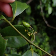 Artabotrys suaveolens