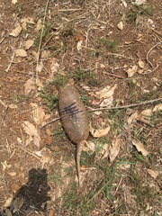 Euphractus sexcinctus