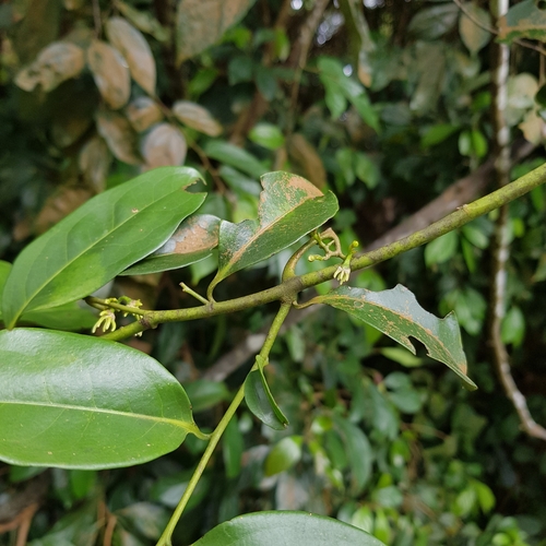 Image of Artabotrys suaveolens by (c) pbsg, some rights reserved (CC BY)