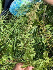 Spiraea alba