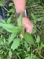 Bidens vulgata
