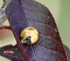 Contarinia virginianiae